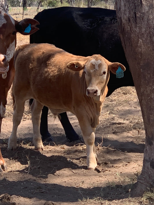 Personalised cattle tags for cattle